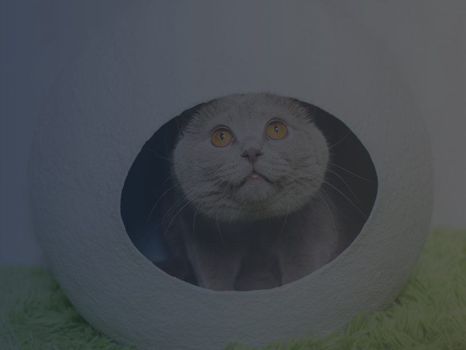 Cat in Sphere-Shaped House