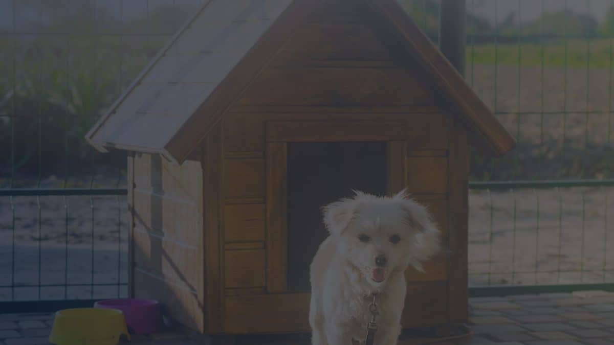White Puppy in Front of Dog House
