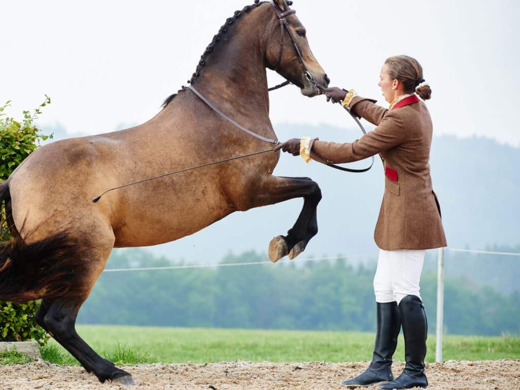 Woman Equestrian in Full Riding Apparel